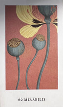 將圖片載入圖庫檢視器 60 Mirabilis 情迷紫茉莉
