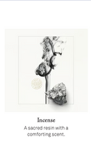 將圖片載入圖庫檢視器 60 Mirabilis 情迷紫茉莉
